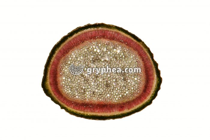 Tige de Lysianthus après traitement à l'éosine CT x7 - gryphea.org